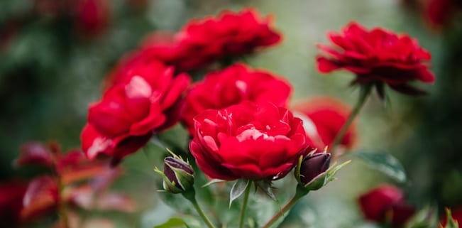 Was bedeutet hat es für Hobbygärtner, wenn Rosen dem Sortenschutz unterliegen?