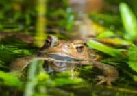 Charakteristisch: Das Vuze-Logo mit einem Frosch findet sich auf vielen Computern.